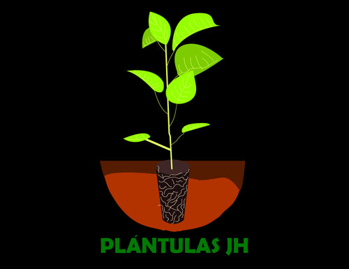 Plantulas JH